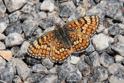 _MG_7532 Provencal Fritillary.JPG